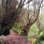 El Paraiso Mushroom Experience Urubamba