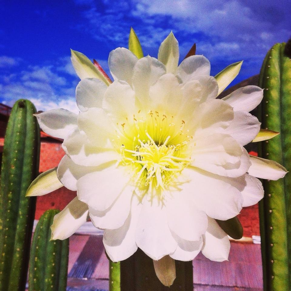 Wachuma Flower